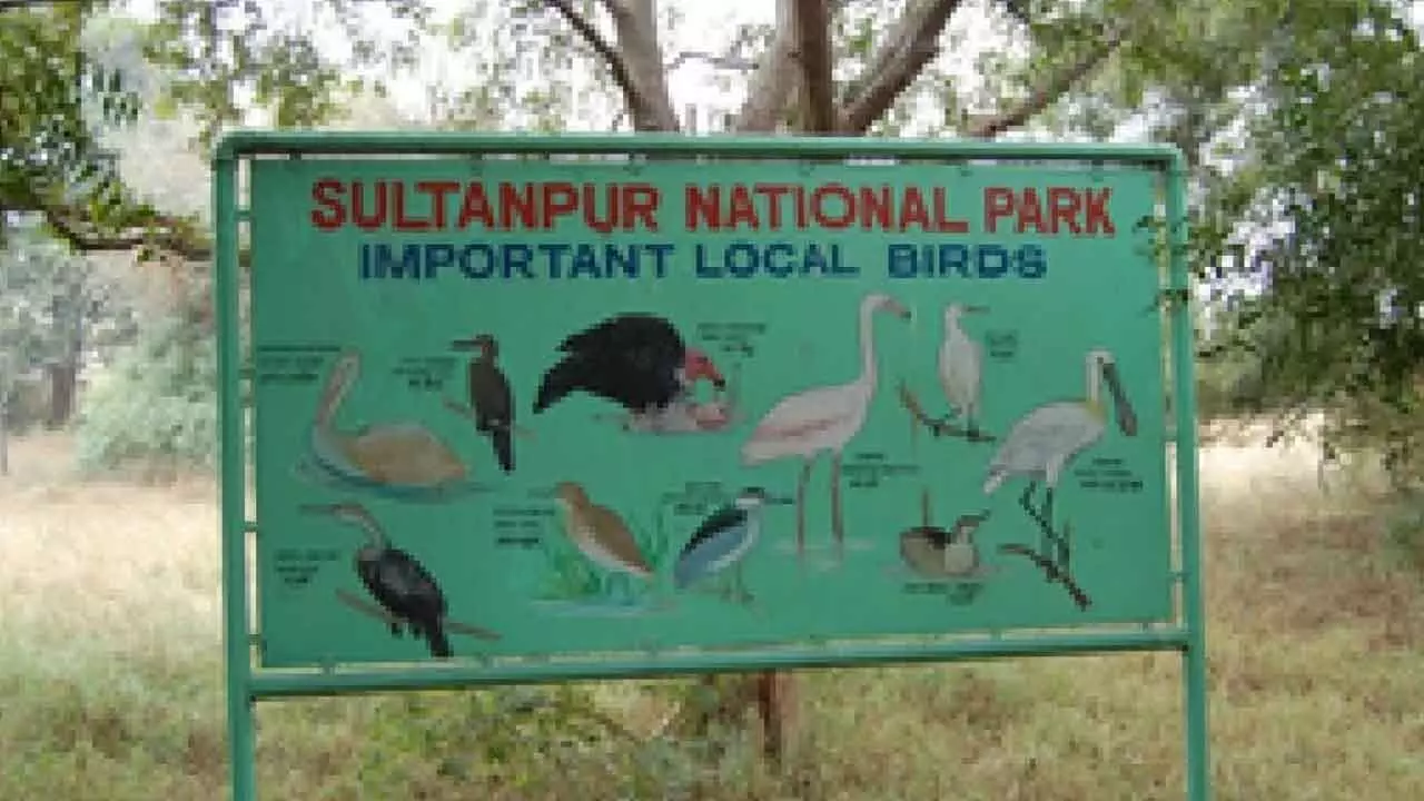 Wildlife Dept to serve notices to illegal constructions around Sultanpur Bird Sanctuary