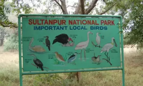 Wildlife Dept to serve notices to illegal constructions around Sultanpur Bird Sanctuary