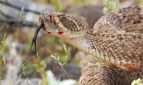 Punjab launches anti-snake venom medicine in veterinary hospitals