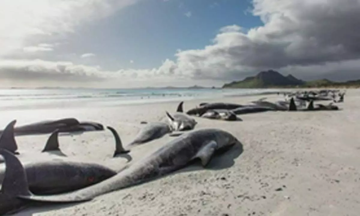 Three whales die after mass stranding in New Zealand Three whales die after mass stranding in New Zealand