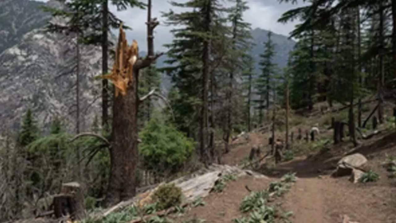 Afghanistan: Clash over jungle ownership kills 1, injures 21 Afghanistan: Clash over jungle ownership kills 1, injures 21