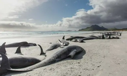 Three whales die after mass stranding in New Zealand