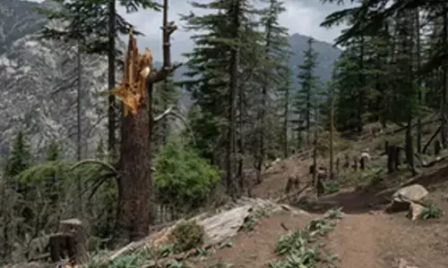 Afghanistan: Clash over jungle ownership kills 1, injures 21