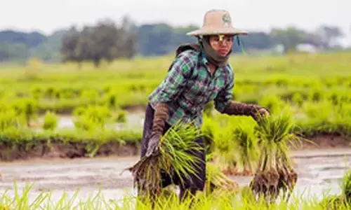 Myanmar: Agriculture project benefits over 5,000 farmers