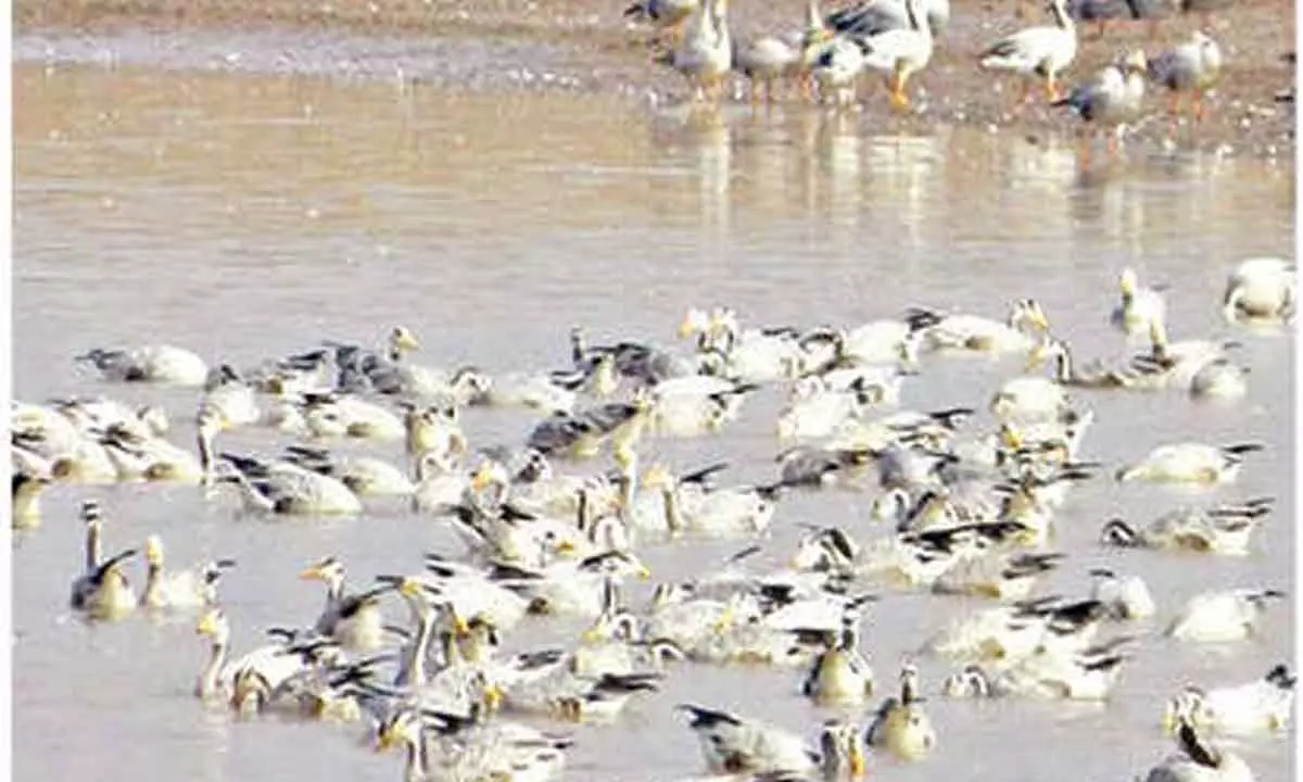 92,885 migratory birds of 85 species spotted in HP