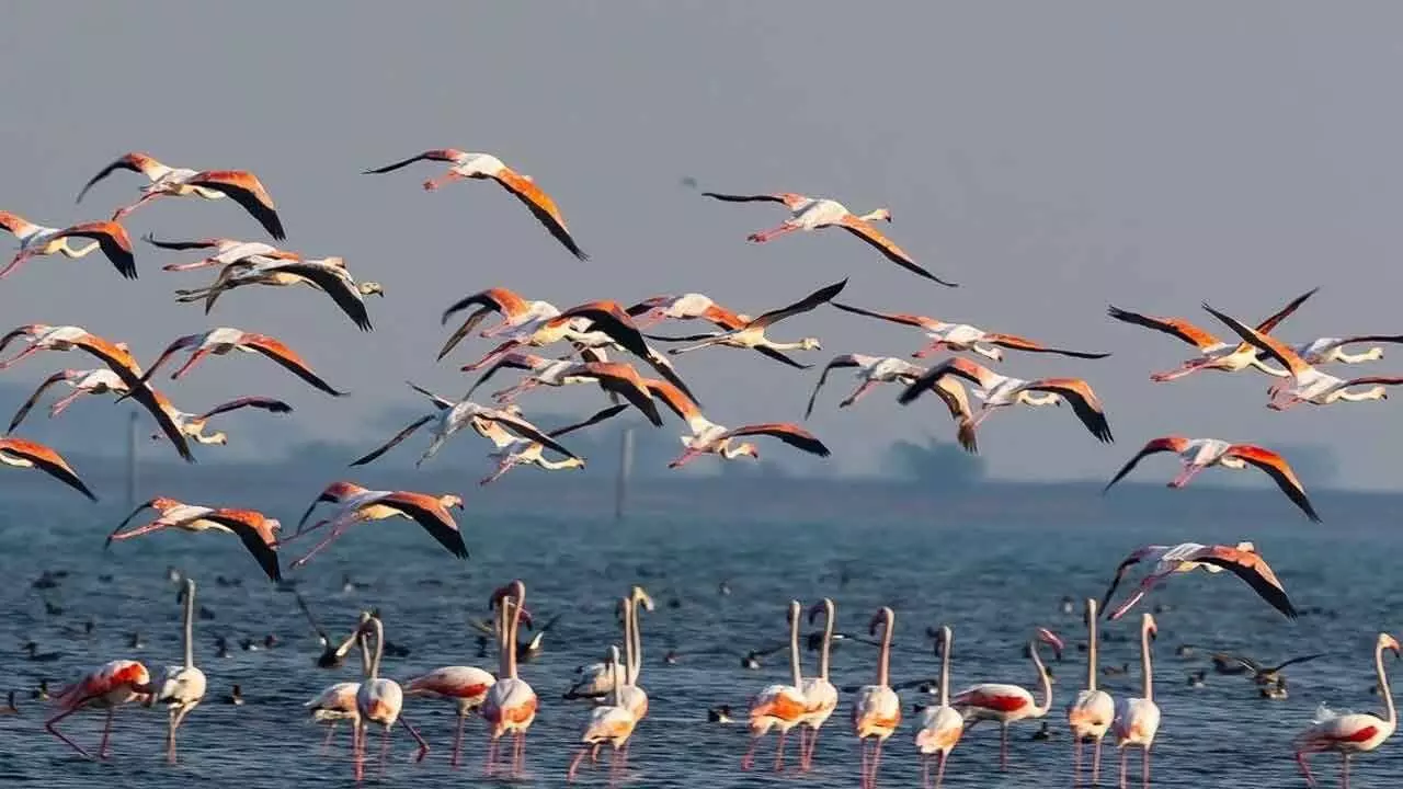 Over 16.56 lakh birds flock to Odisha wetlands this winter Over 16.56 lakh birds flock to Odisha wetlands this winter
