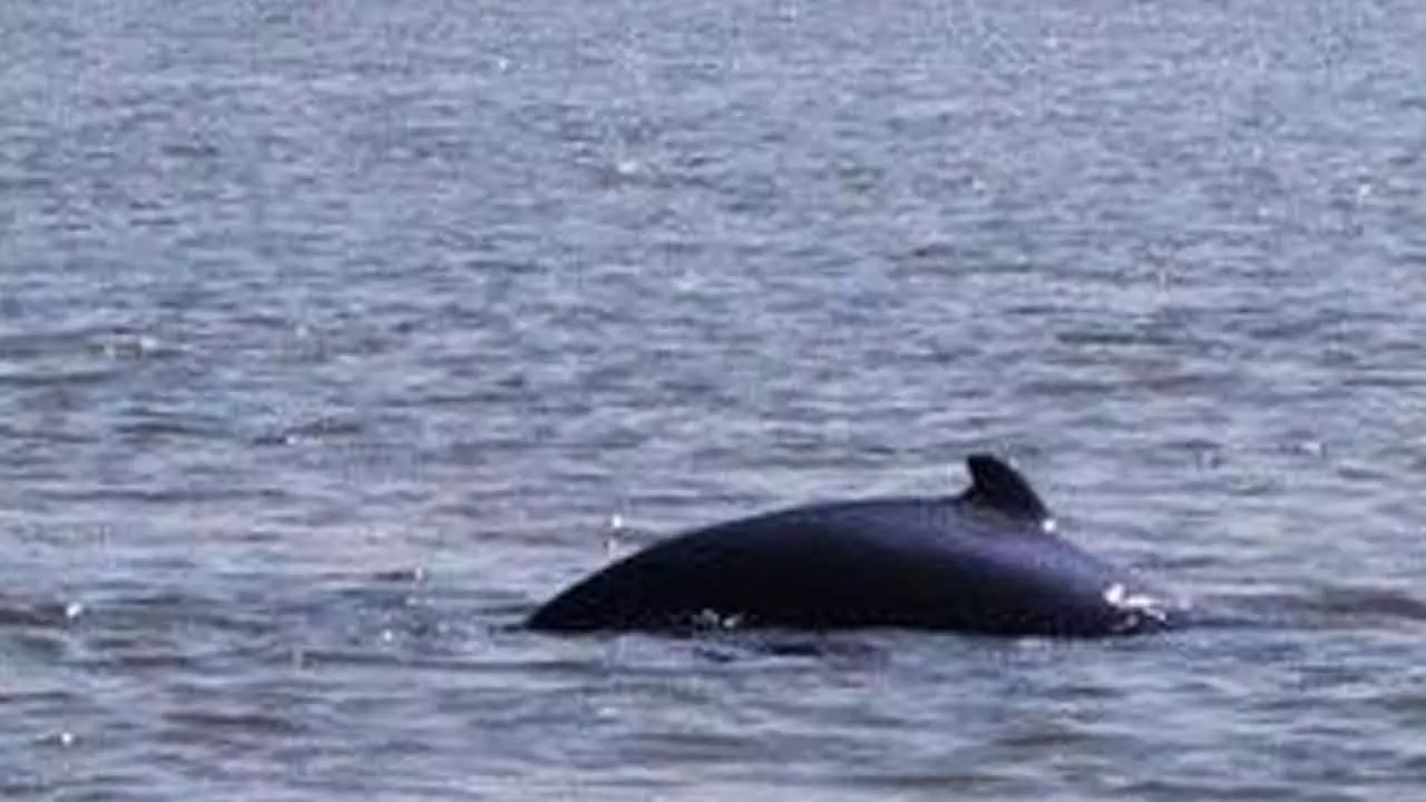 Dolphin census begins at Chilika