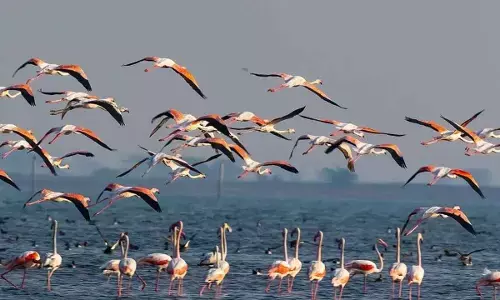 Over 16.56 lakh birds flock to Odisha wetlands this winter