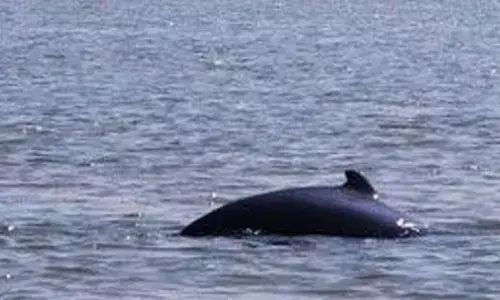 Dolphin census begins at Chilika