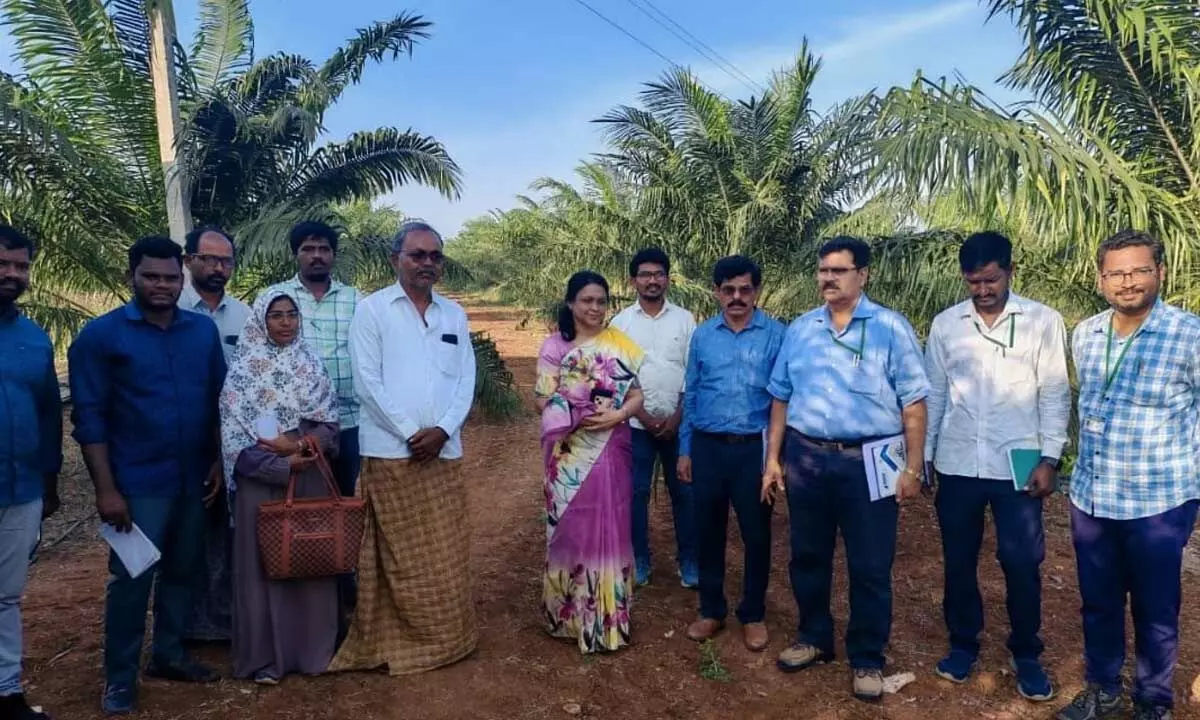Oil Fed MD and Horticulture Director Review Oil Palm Operations in Beechupalli Oil Fed MD and Horticulture Director Review Oil Palm Operations in Beechupalli
