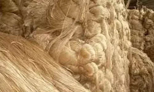 MSP on raw jute raised by 6 pc to Rs 5,650/quintal