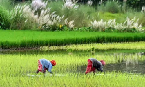 Inflation burden eases further for farm and rural workers