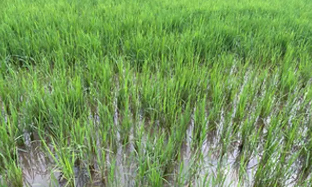 WEF 2025: Decarbonising Rice project trials expanded in India, Laos & Indonesia WEF 2025: Decarbonising Rice project trials expanded in India, Laos & Indonesia