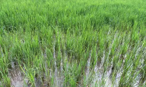WEF 2025: Decarbonising Rice project trials expanded in India, Laos & Indonesia