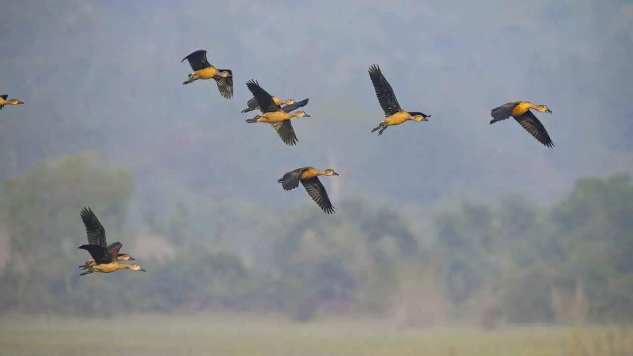 Dhenkanal haven for avian visitors