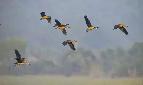 Dhenkanal haven for avian visitors