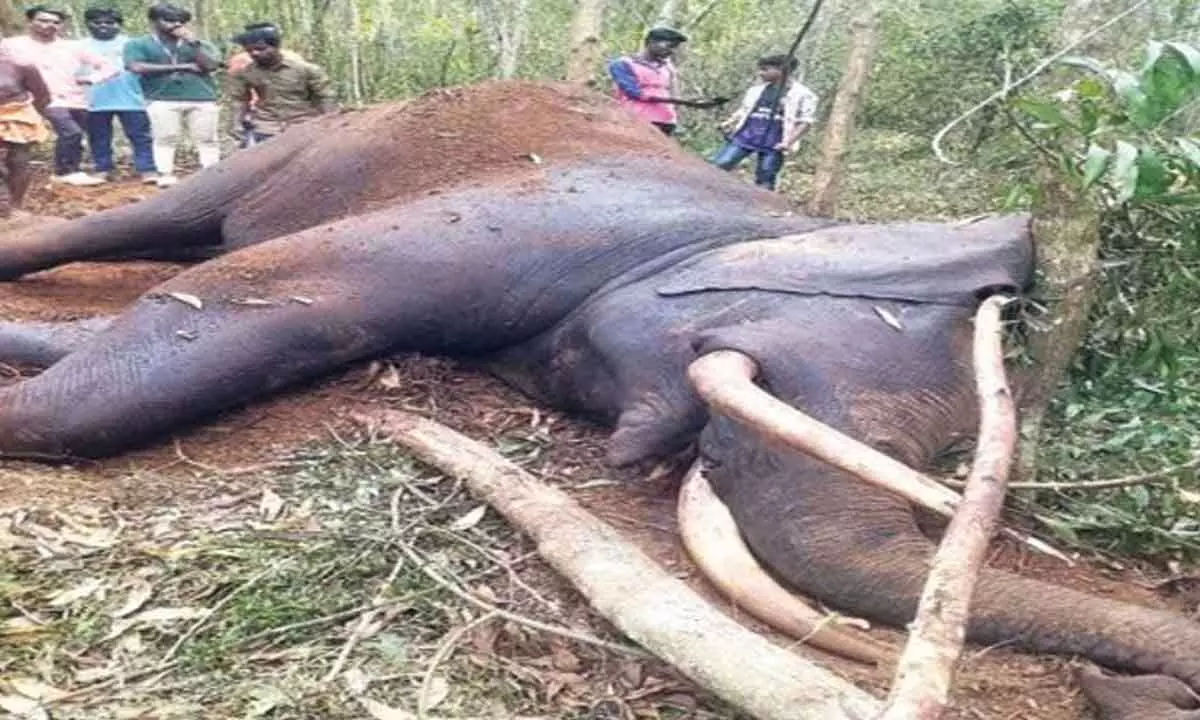 Tusker found dead Fierce fight with another elephant suspected