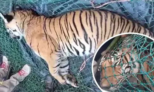 Man-eating Tiger Found Dead In Wayanad Days After Fatal Attack