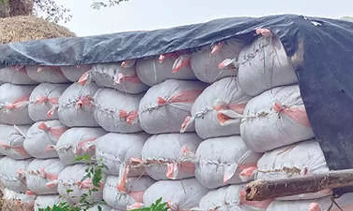 Farmers dispose of paddy to local traders