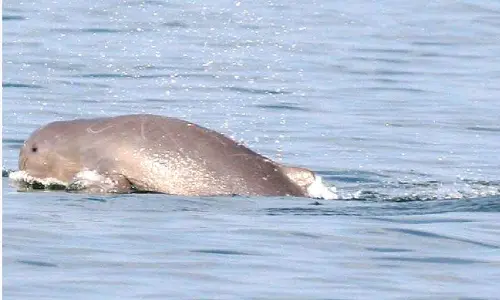 Dolphin census begins in Odisha