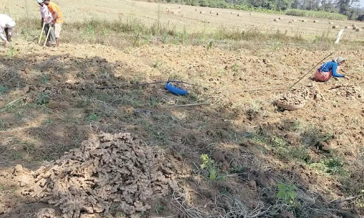 Farmers disheartened by poor market prices for high-quality ginger Farmers disheartened by poor market prices for high-quality ginger