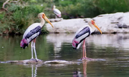 Significant increase in arrival of migratory birds at TN Vettangudi bird sanctuary