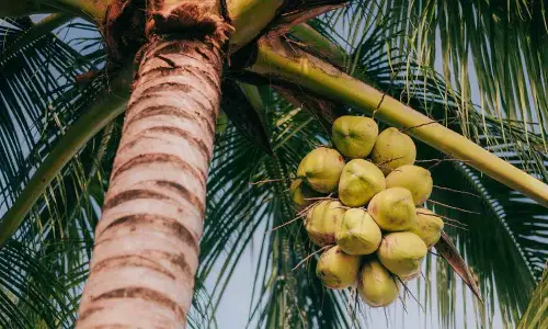 Karnataka Becomes India’s Largest Producer of Coconuts, Overtakes Kerala