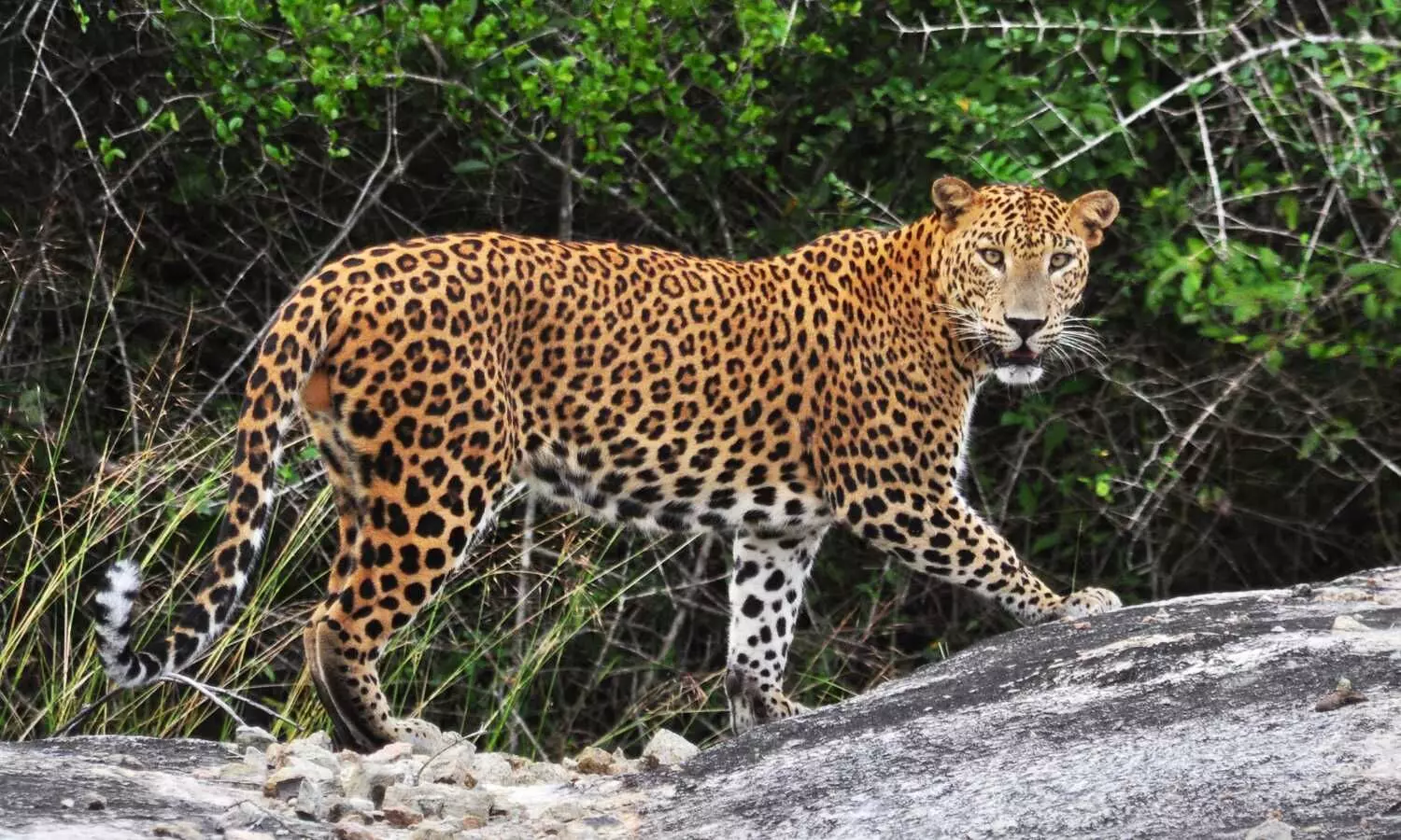 Bengaluru: Leopards Roam Residential Areas in North Bengaluru