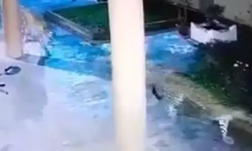 Leopards Spotted Roaming in North Bengaluru Residential Areas: Video Captures Nighttime Sightings