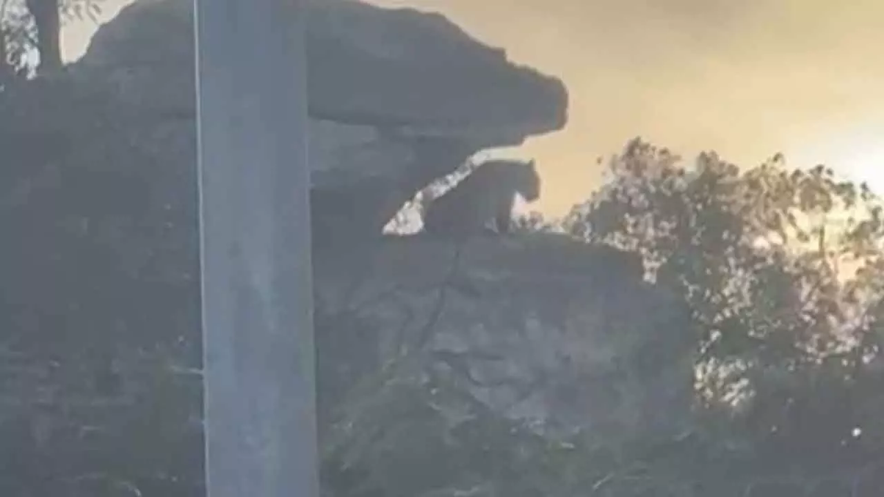 Leopard sighted near Silathoranam in Tirumala Leopard sighted near Silathoranam in Tirumala