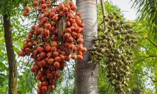 How Palm Oil Weaves a Thread of Wellness for Women