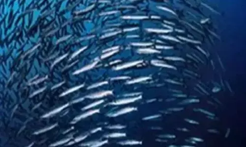 India’s efforts to unlock deep-sea resources gain public attention at Fish Fest