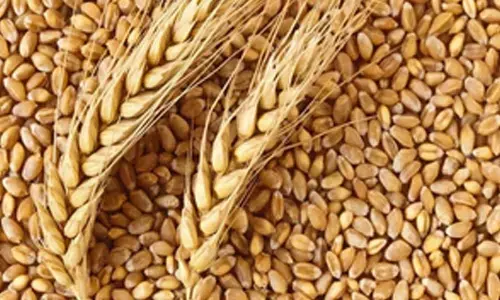 Rabi crop sowing in current season crosses 661 lakh hectares