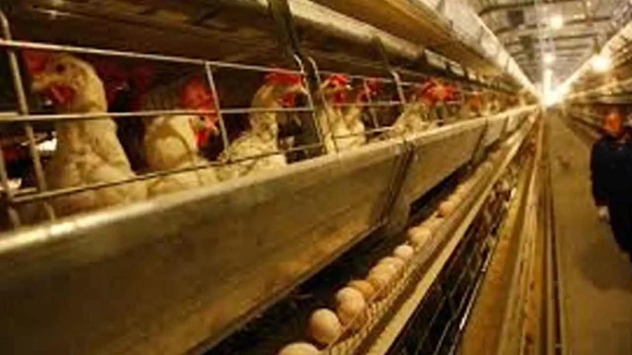 Poultry farmers urged to dispose of dead chicken scientifically Poultry farmers urged to dispose of dead chicken scientifically