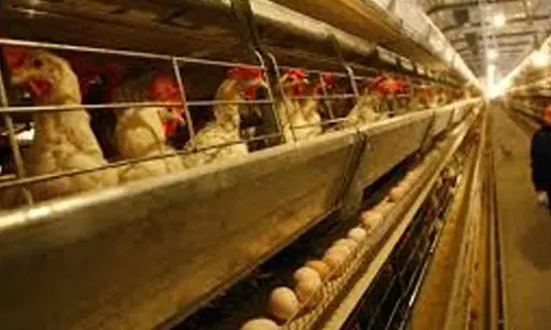 Poultry farmers urged to dispose of dead chicken scientifically