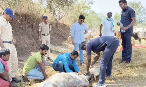 Police seize 100 cattle