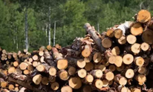 Myanmar seizes over 88 tons of illegal timbers, 200,000 stimulant tablets