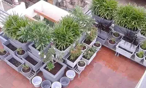 Green revolution in urban spaces