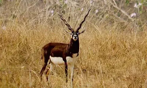 Blackbuck population in Ganjam rises to 8,789