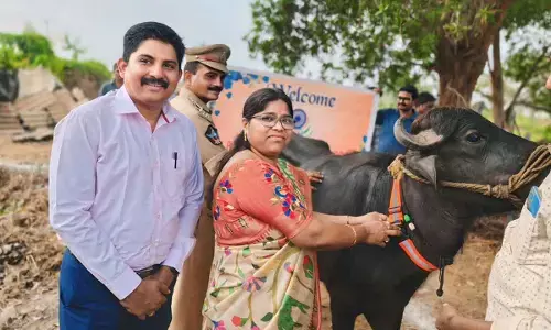 Venkatapalem: Radium belts tied to cattle to avert mishaps