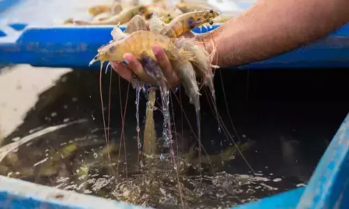 Shrimp project in Nellore cancelled as agency failed to execute: Centre