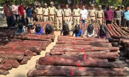 Task force seizes red sanders worth Rs 4.2 cr