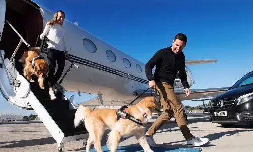 Traveling with your furry friend? Tips for a stress-free vacation