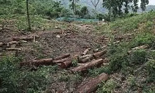 Trees illegally felled at govt office in Faridabad