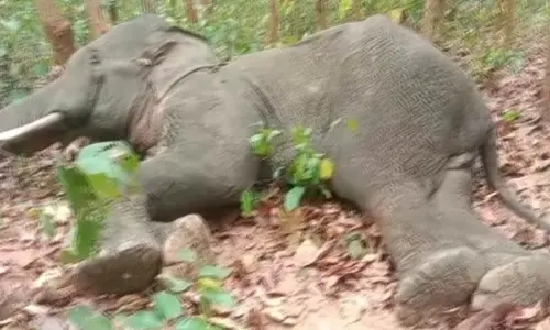 Elephant carcass found in Ganjam