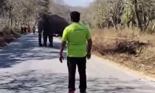 Man Clicks Risky Selfie with Wild Elephant Fined Rs. 25,000