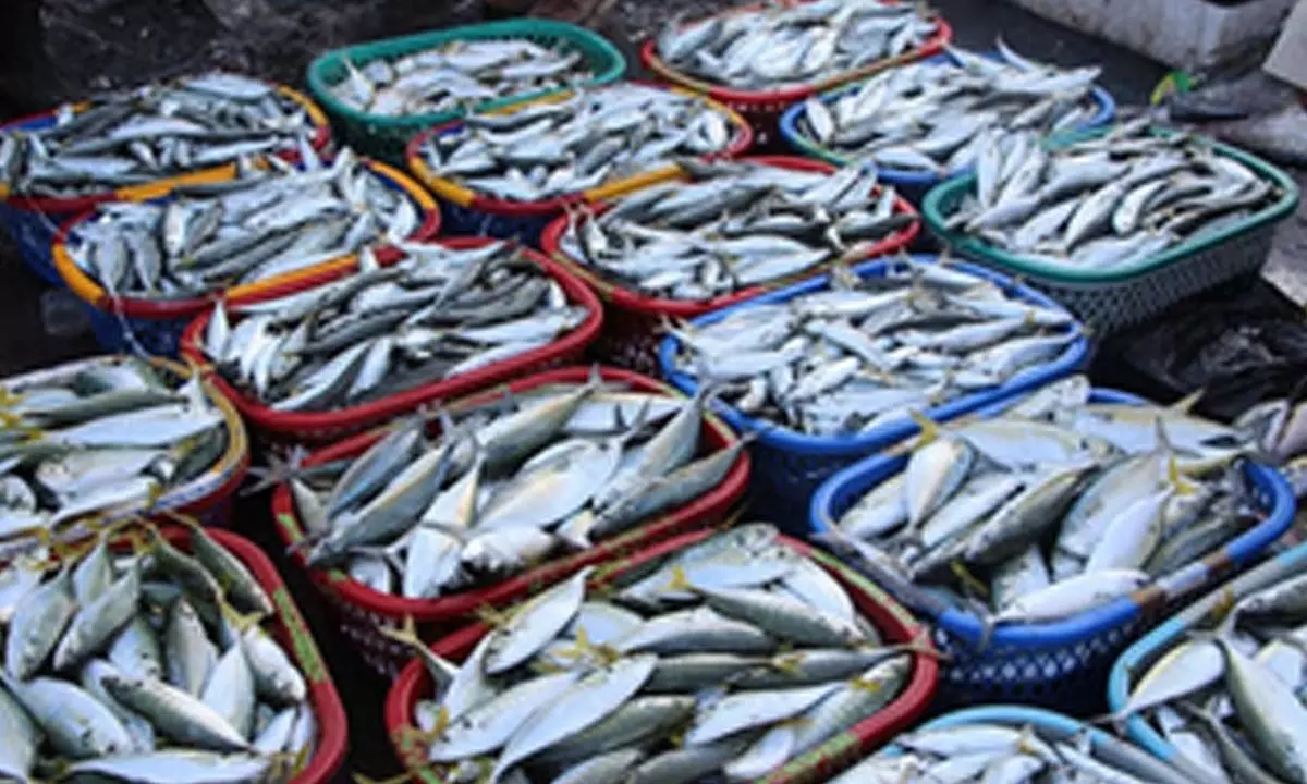 14th Asian Fisheries and Aquaculture Forum to kick start in Delhi tomorrow 14th Asian Fisheries and Aquaculture Forum to kick start in Delhi tomorrow