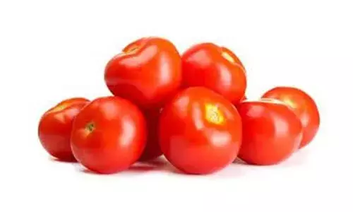 Tomato farmers in Ganjam facing losses