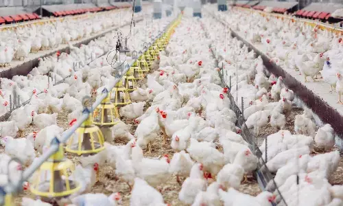 Telugu States Face Bird Flu Surge; Symptoms and Prevention Tips