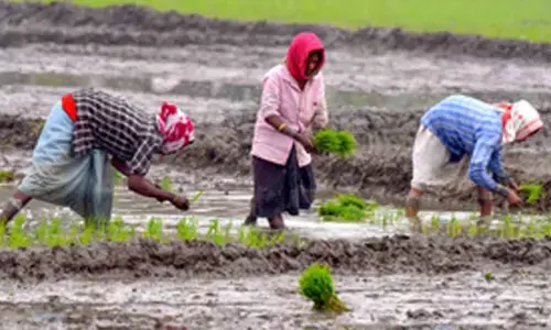 TN agriculture dept to boost farmer awareness for ‘Agristack’ portal enrolment